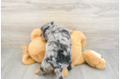 Cavapoo Pup Being Cute