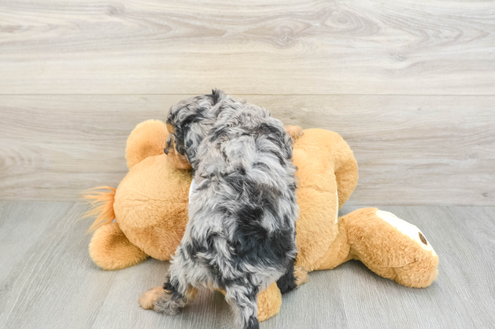 Cavapoo Pup Being Cute