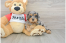 Sweet Cavapoo Baby