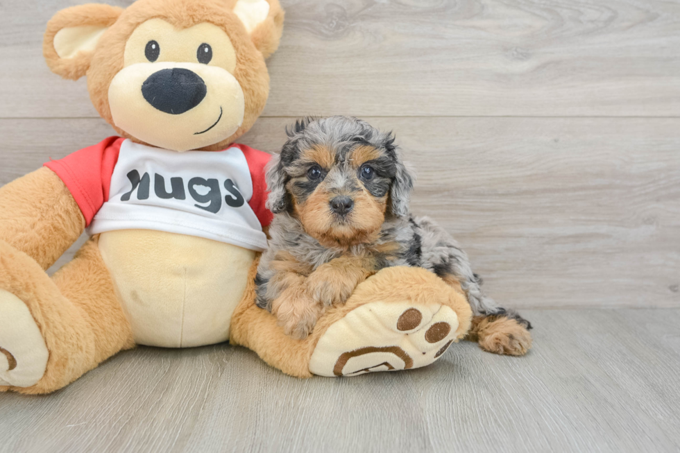 Sweet Cavapoo Baby