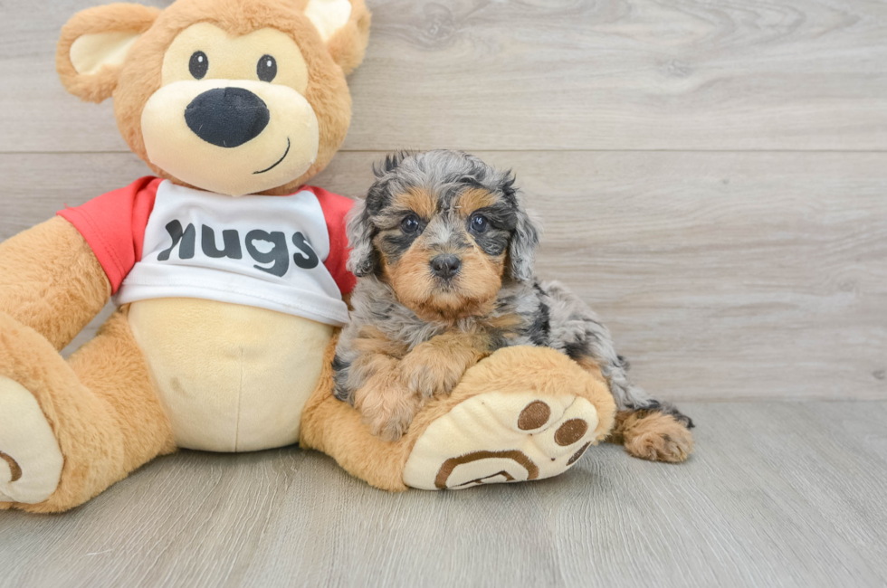 6 week old Cavapoo Puppy For Sale - Puppy Love PR