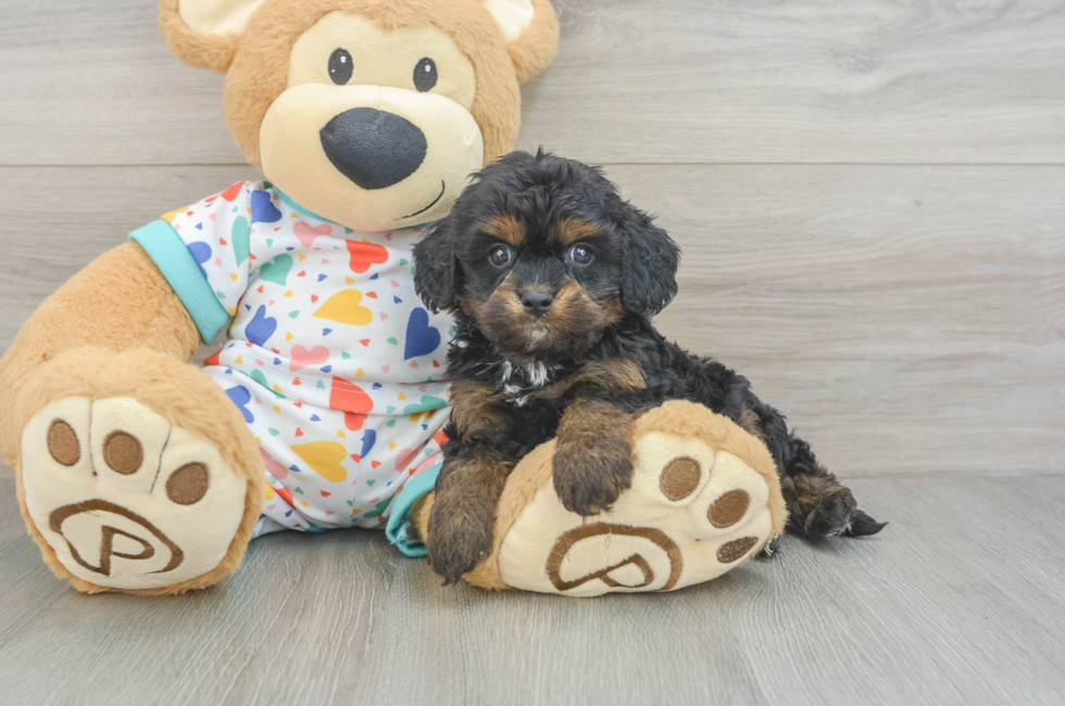 6 week old Cavapoo Puppy For Sale - Puppy Love PR