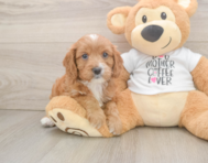9 week old Cavapoo Puppy For Sale - Puppy Love PR