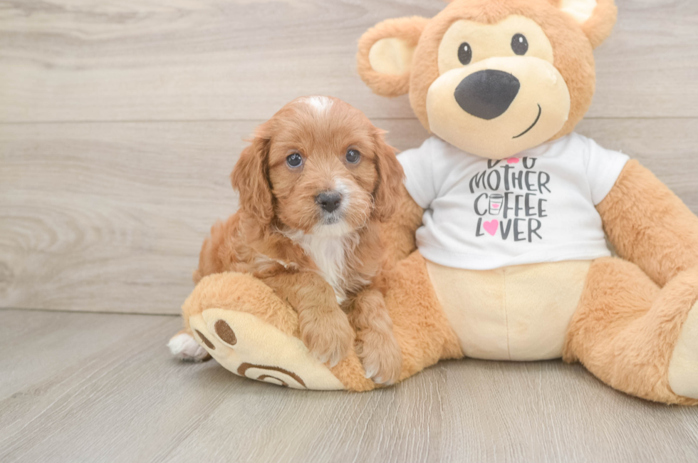 7 week old Cavapoo Puppy For Sale - Puppy Love PR