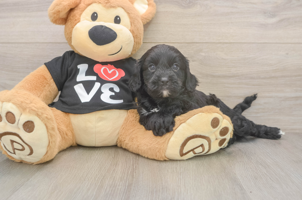 5 week old Cavapoo Puppy For Sale - Puppy Love PR