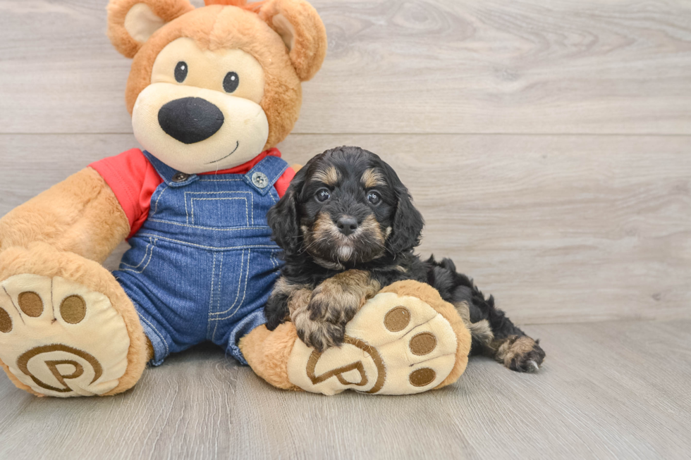Friendly Cavapoo Baby