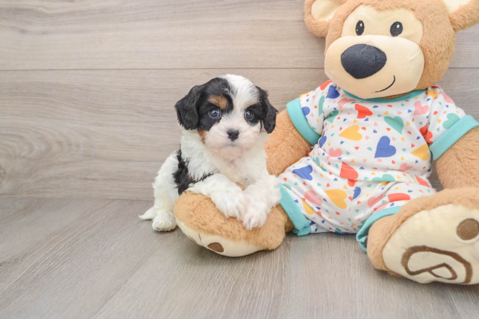 Energetic Cavoodle Poodle Mix Puppy