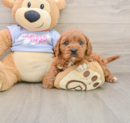 8 week old Cavapoo Puppy For Sale - Puppy Love PR