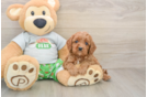 Adorable Cavalier King Charles Spaniel and Poodle Mix Poodle Mix Puppy
