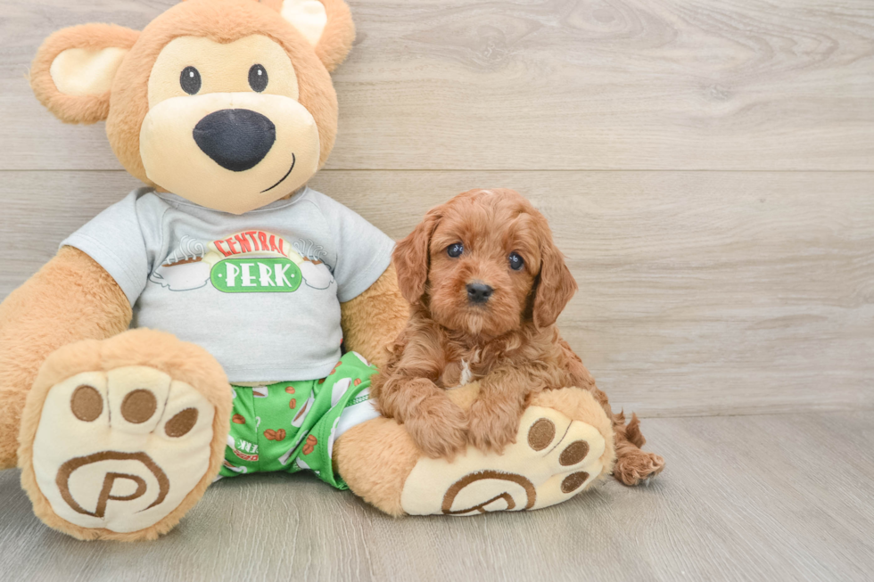 Adorable Cavalier King Charles Spaniel and Poodle Mix Poodle Mix Puppy