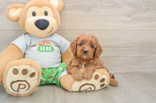 Adorable Cavalier King Charles Spaniel and Poodle Mix Poodle Mix Puppy