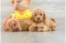 Small Cavapoo Baby