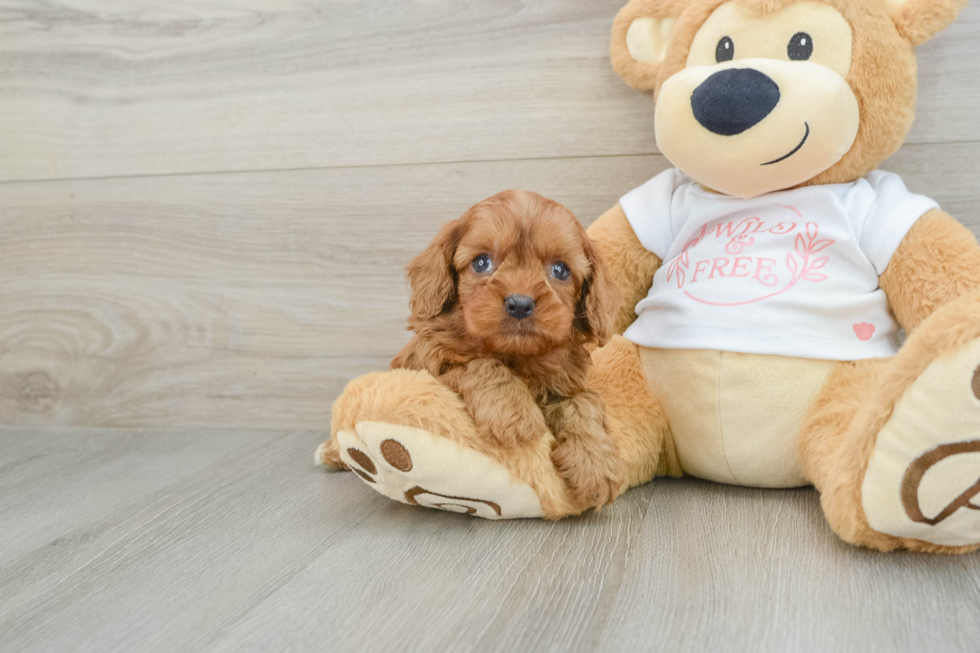 Cavapoo Pup Being Cute