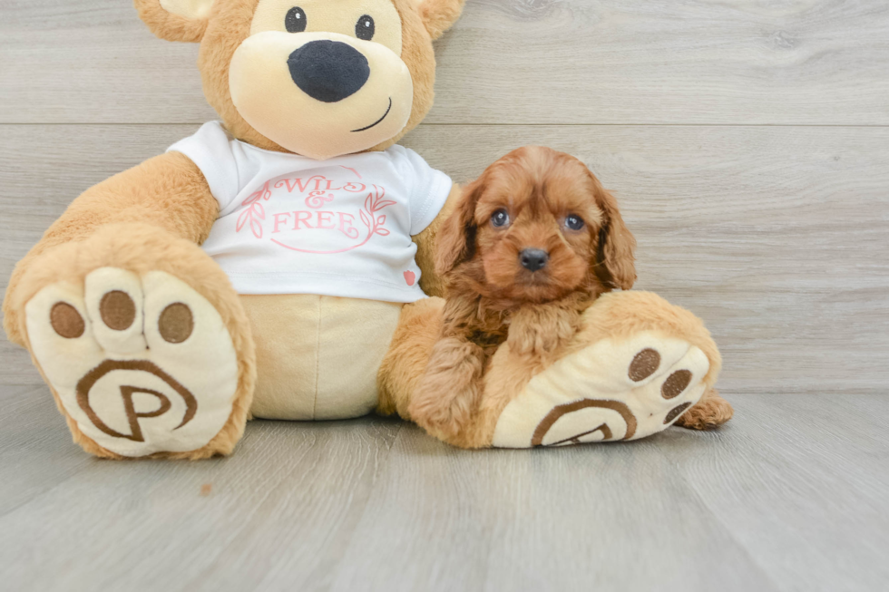 Adorable Cavalier King Charles Spaniel and Poodle Mix Poodle Mix Puppy