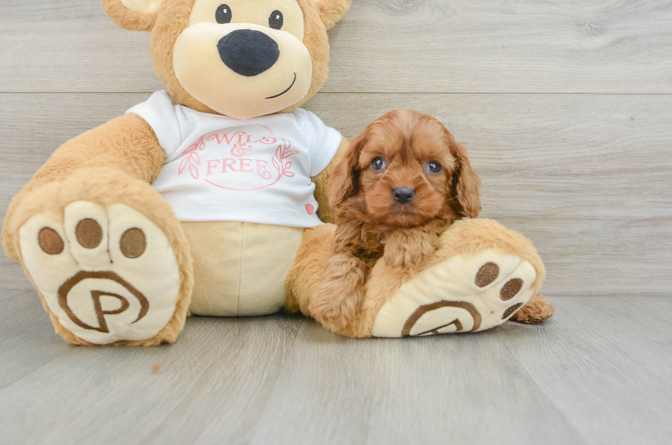 8 week old Cavapoo Puppy For Sale - Puppy Love PR