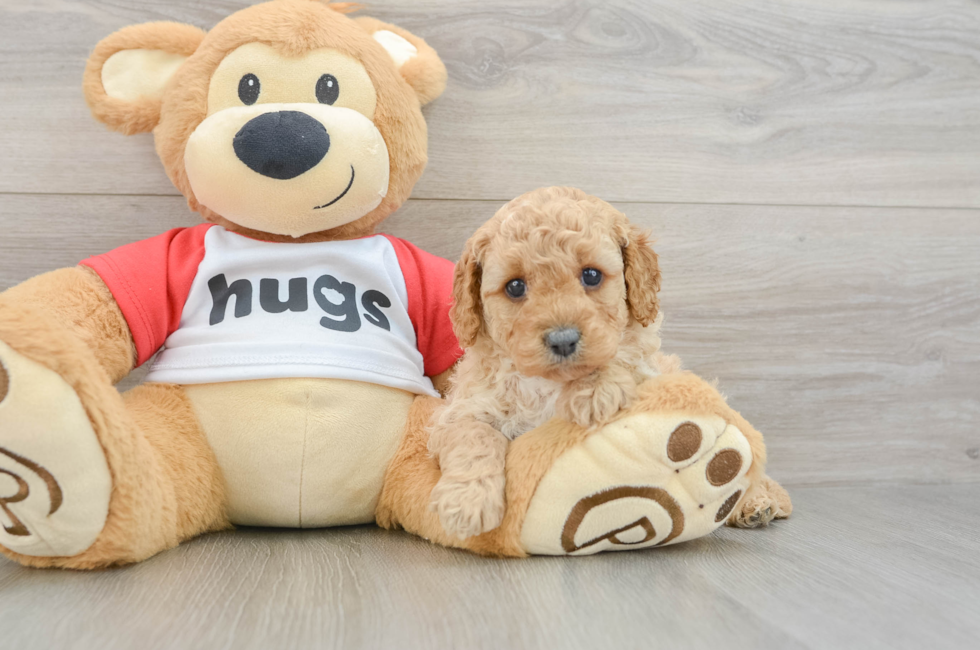 6 week old Cavapoo Puppy For Sale - Puppy Love PR
