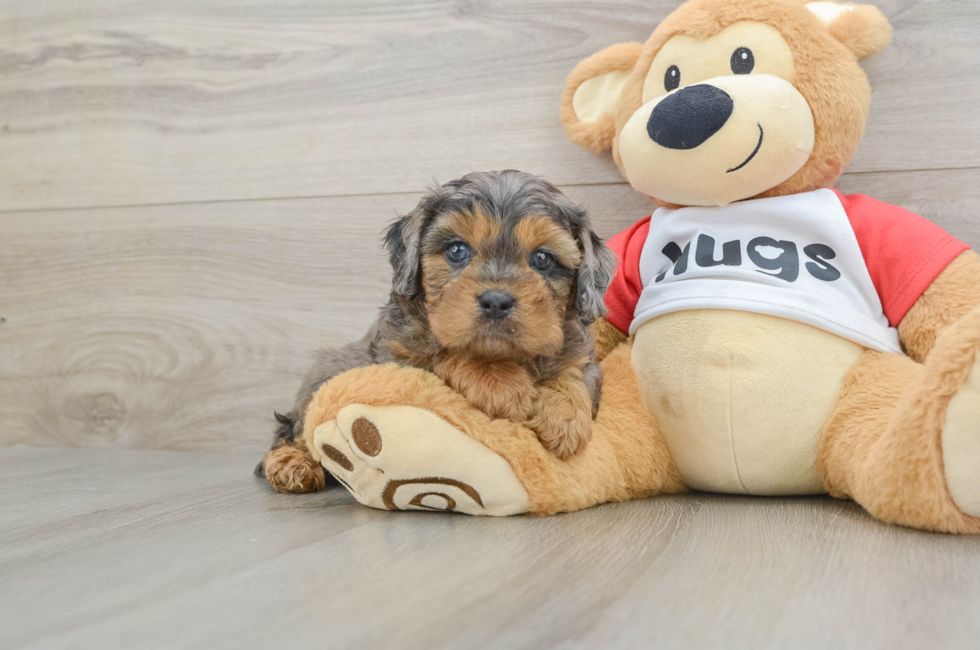 6 week old Cavapoo Puppy For Sale - Puppy Love PR