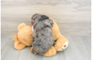 Popular Cavapoo Poodle Mix Pup