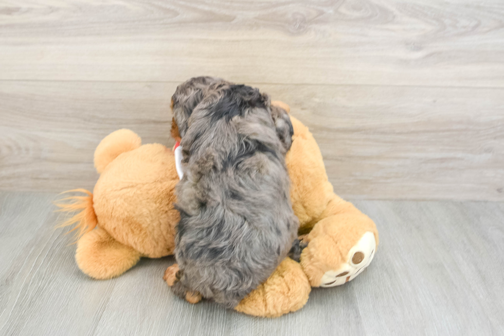Popular Cavapoo Poodle Mix Pup