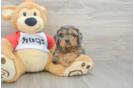 Cavapoo Puppy for Adoption
