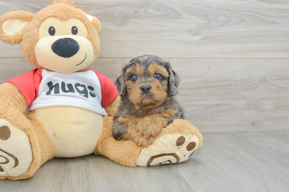 Cavapoo Puppy for Adoption