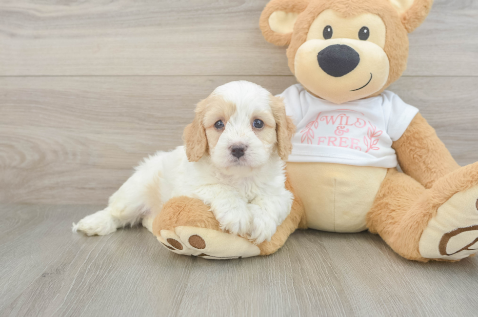 6 week old Cavapoo Puppy For Sale - Puppy Love PR