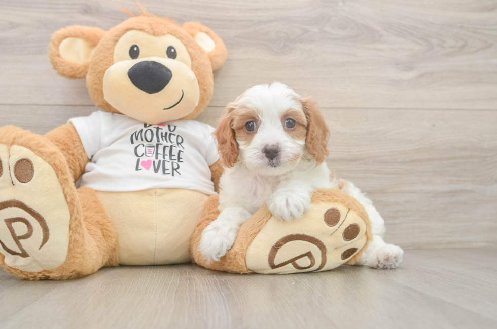7 week old Cavapoo Puppy For Sale - Puppy Love PR