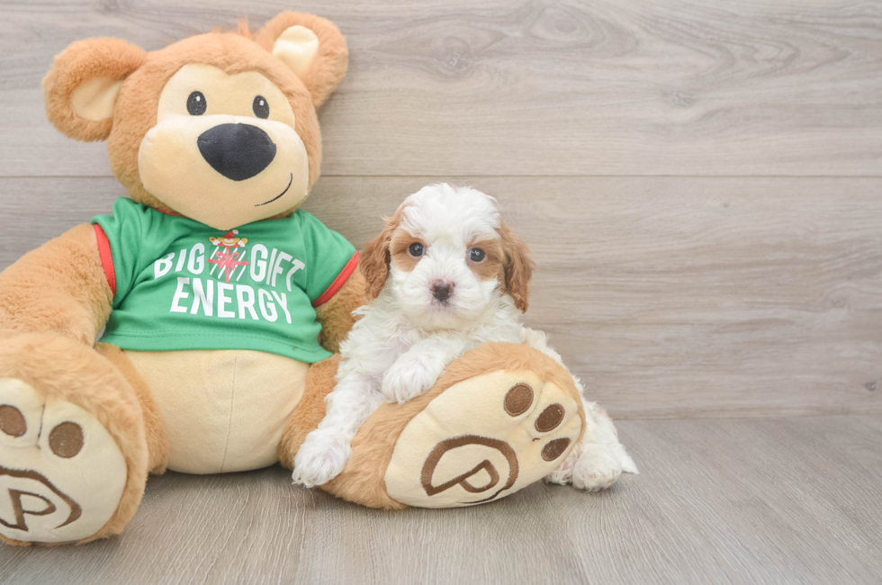 5 week old Cavapoo Puppy For Sale - Puppy Love PR