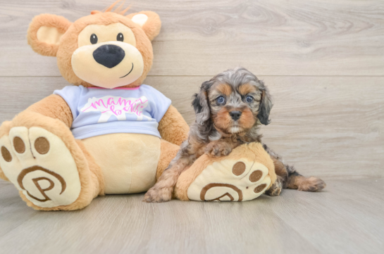 Cavapoo Pup Being Cute