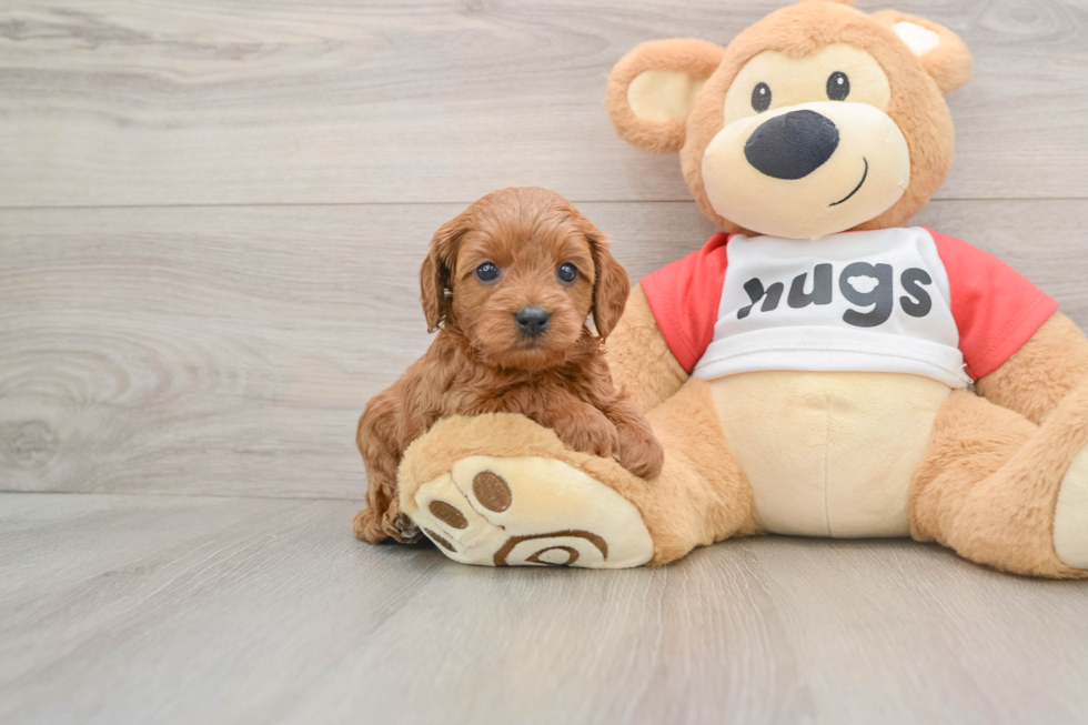 Smart Cavapoo Poodle Mix Pup