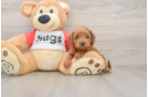 Cavapoo Puppy for Adoption