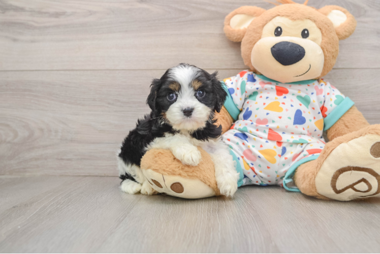 Hypoallergenic Cavadoodle Poodle Mix Puppy