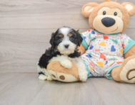 7 week old Cavapoo Puppy For Sale - Puppy Love PR