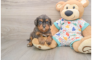 Cavapoo Puppy for Adoption