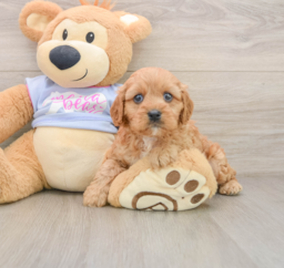 8 week old Cavapoo Puppy For Sale - Puppy Love PR