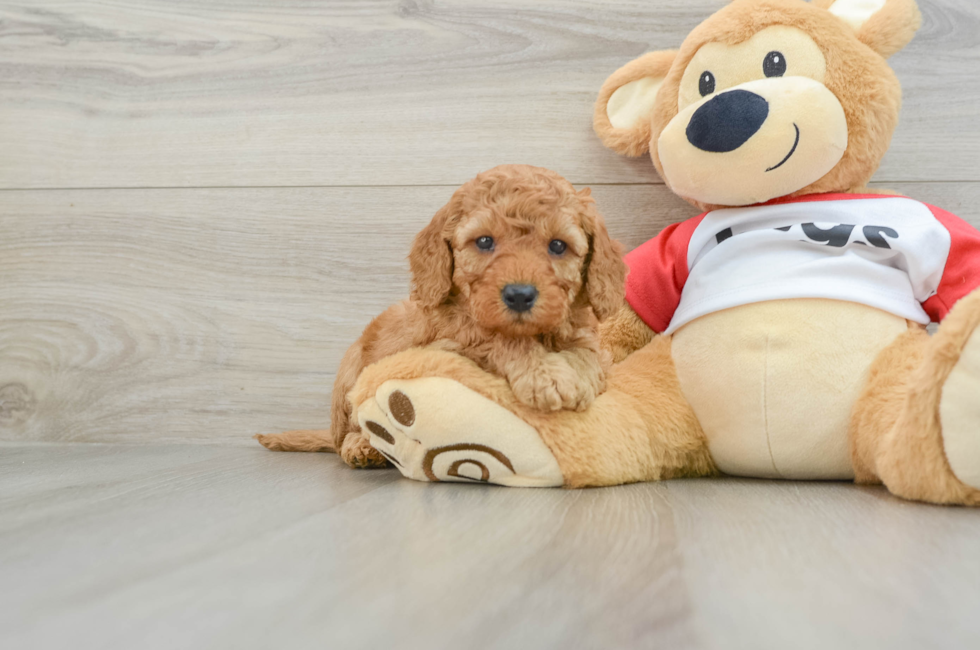 5 week old Cavapoo Puppy For Sale - Puppy Love PR