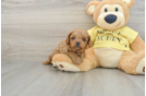 Popular Cavapoo Poodle Mix Pup