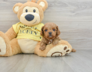 8 week old Cavapoo Puppy For Sale - Puppy Love PR