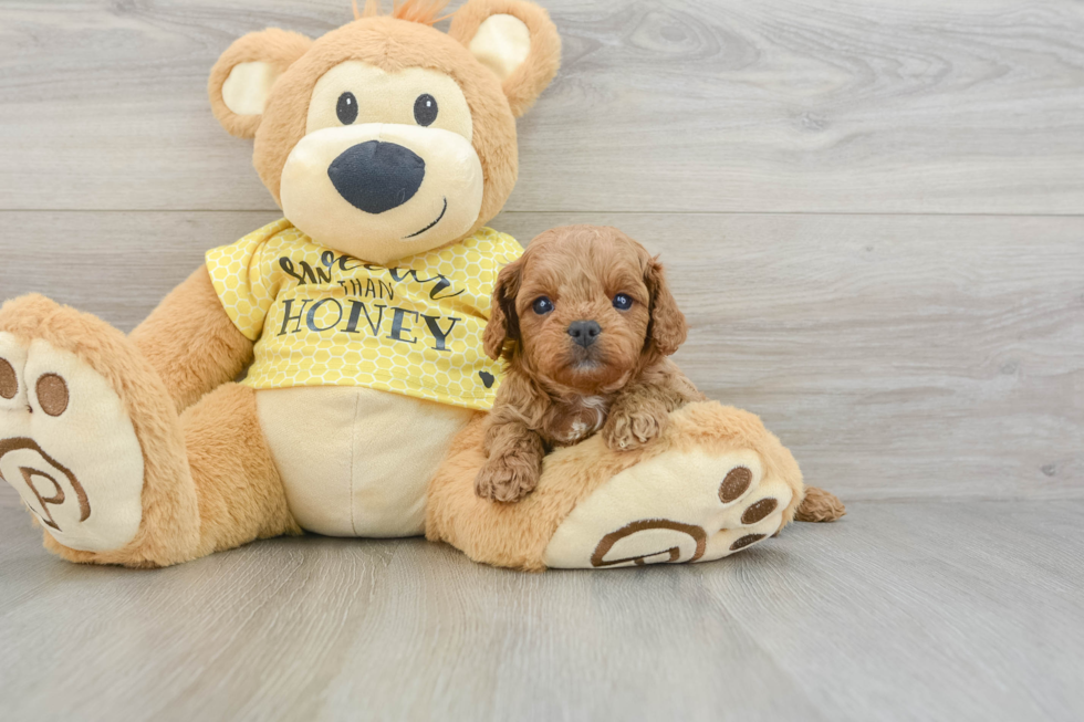 Cavapoo Pup Being Cute