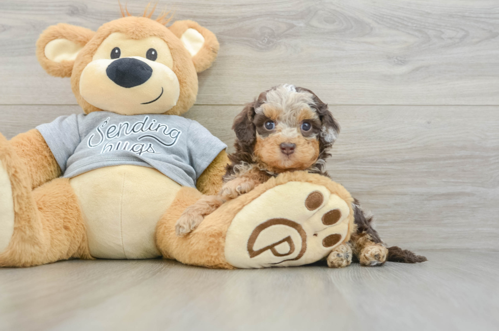6 week old Cavapoo Puppy For Sale - Puppy Love PR