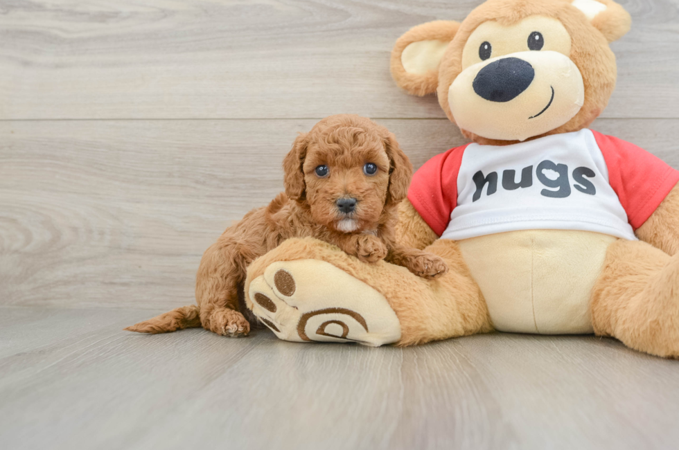 6 week old Cavapoo Puppy For Sale - Puppy Love PR