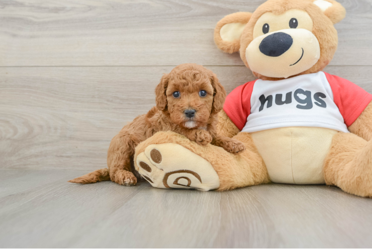 Meet Wallace - our Cavapoo Puppy Photo 1/3 - Puppy Love PR Cavapoo Pup Being Cute