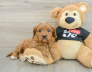 8 week old Cavapoo Puppy For Sale - Puppy Love PR