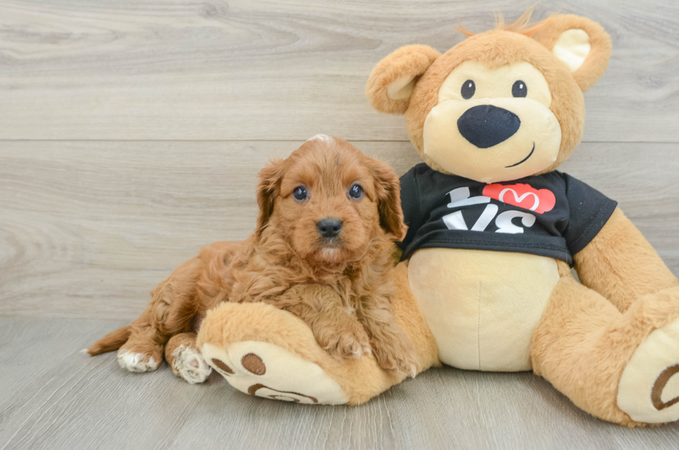 7 week old Cavapoo Puppy For Sale - Puppy Love PR