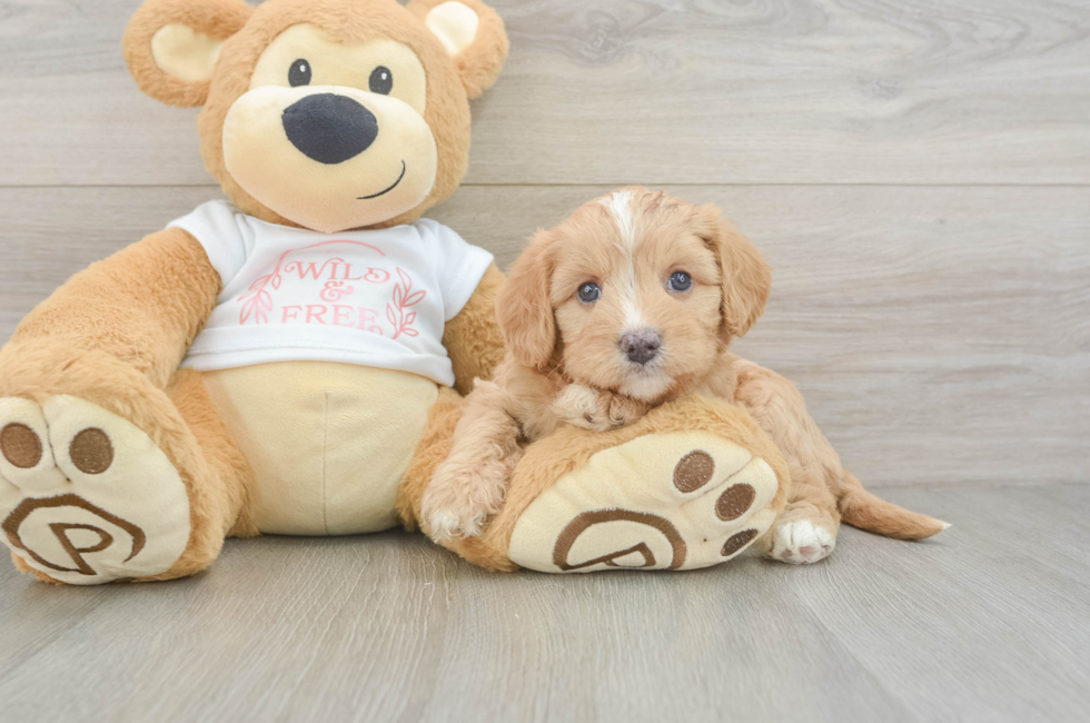 6 week old Cavapoo Puppy For Sale - Puppy Love PR