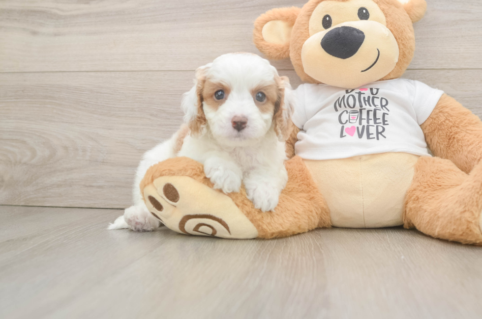 7 week old Cavapoo Puppy For Sale - Puppy Love PR