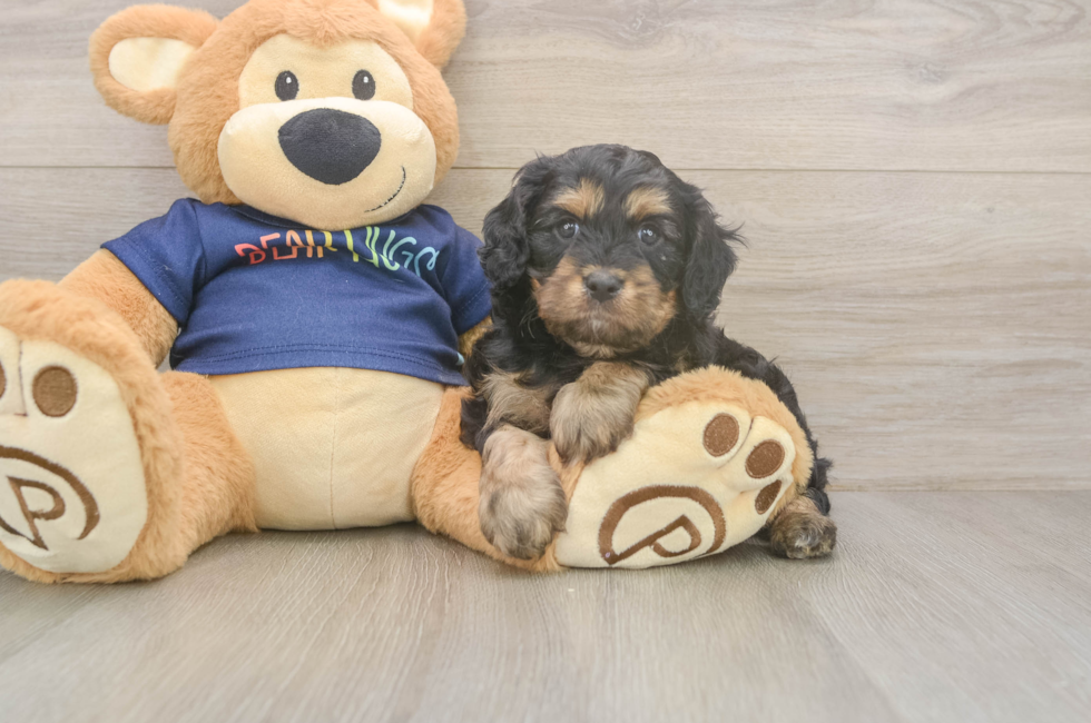 5 week old Cavapoo Puppy For Sale - Puppy Love PR