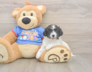 7 week old Cavapoo Puppy For Sale - Puppy Love PR