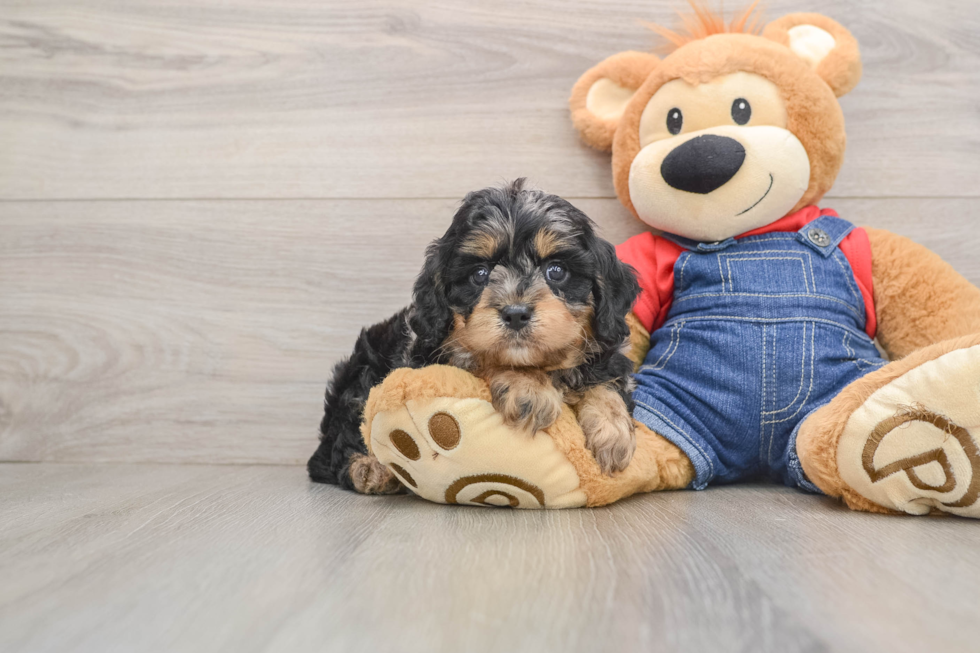 Funny Cavapoo Poodle Mix Pup