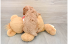 Cavapoo Puppy for Adoption